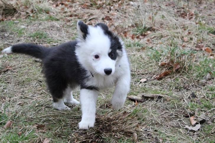 Islandsk fårehund Joey billede 12