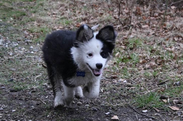 Islandsk fårehund Joey billede 13