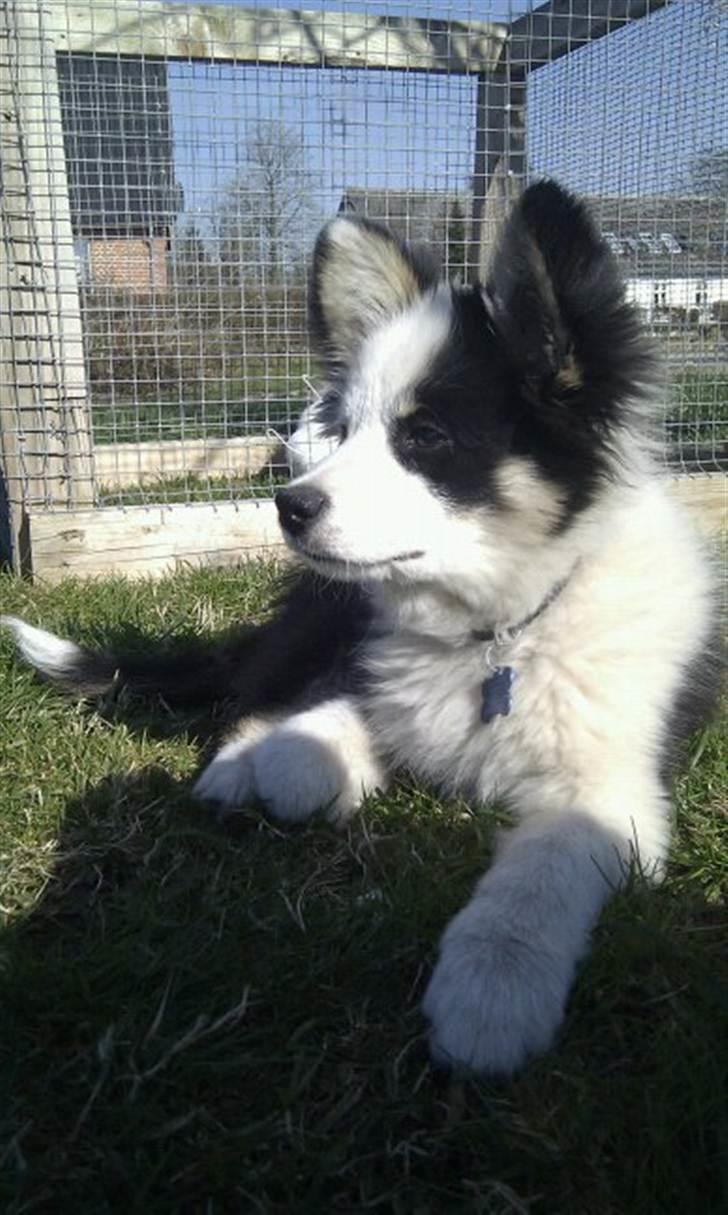 Islandsk fårehund Joey billede 14