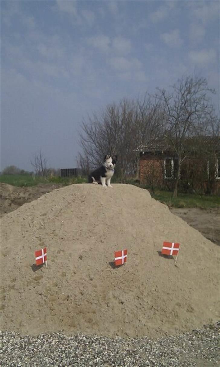 Islandsk fårehund Joey - Joey 4 mdr. billede 15