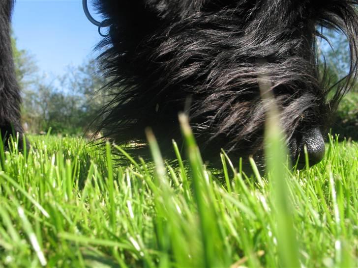 Riesenschnauzer  Doolittle's Odin - Fotografen: Ida Jensen billede 12