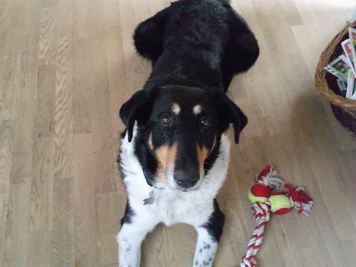 Blanding af racer Rex - Rex i et nuttet øjeblik ;) billede 1