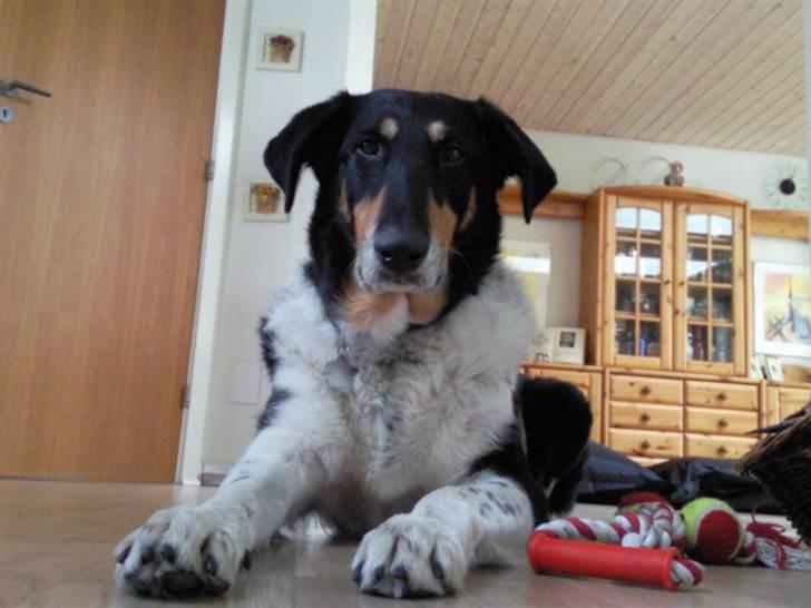 Blanding af racer Rex - Rex den dejlige hund <3 billede 2