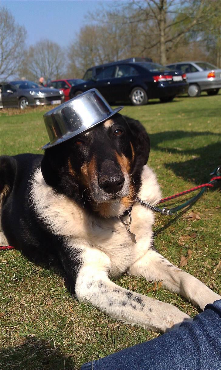 Blanding af racer Rex - Rex med skål-hat, en tur ude ved rørbæksø <3 billede 3