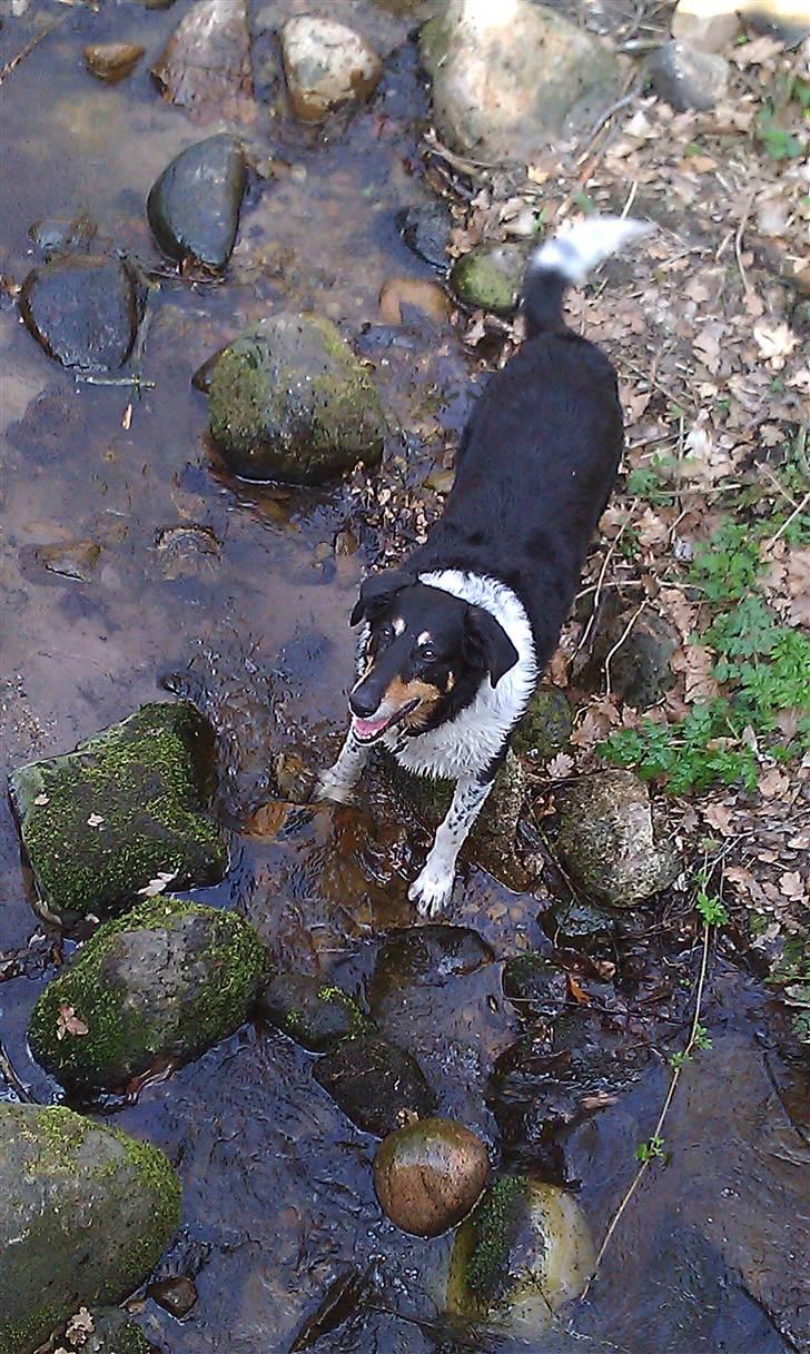 Blanding af racer Rex - Rex er helt vild med at soppe, og elsker når man smider pinde i vandet. Han er det man kalder en vandhund ;) billede 4
