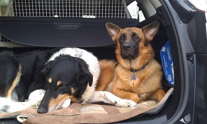 Blanding af racer Rex - Rex og Stella, de elsker at ligger i bagagerummet, og være med ude at køre bil.Måske de er bange for at vi ikke kommer hjem <3 billede 5