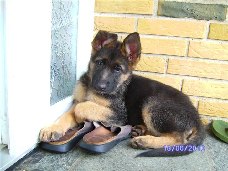 Schæferhund Stella - Stella som en lille dejlig hvalp <3 billede 1