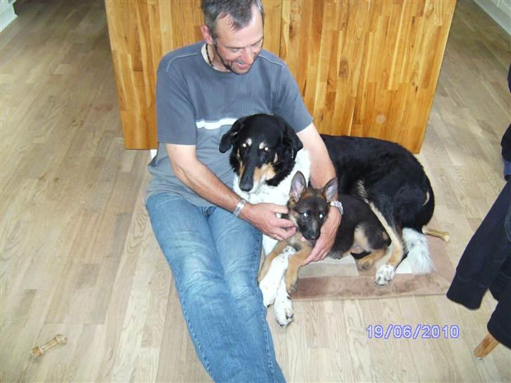 Schæferhund Stella - Rex og Stella sammen med far, den gang hun bare var et helt lille pjævs :) billede 3