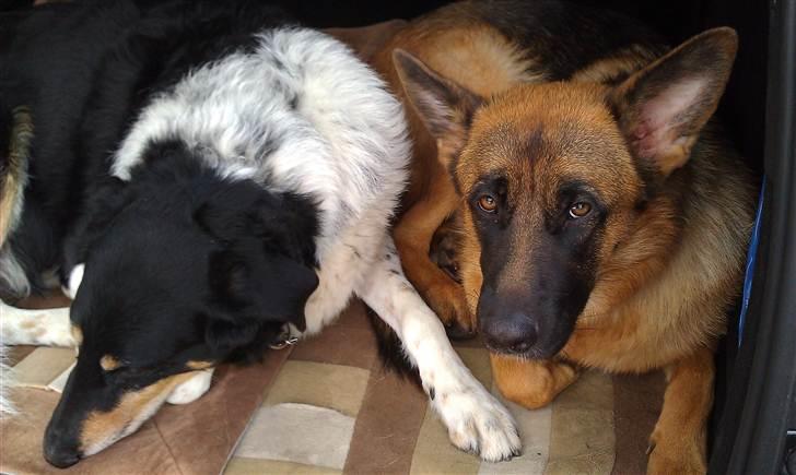 Schæferhund Stella - 2 trætte hunde, der ligger og venter på at vi skal køre <3 billede 4