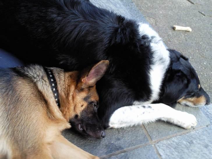 Schæferhund Stella - Rex og Stella der ligger og putter :) billede 5
