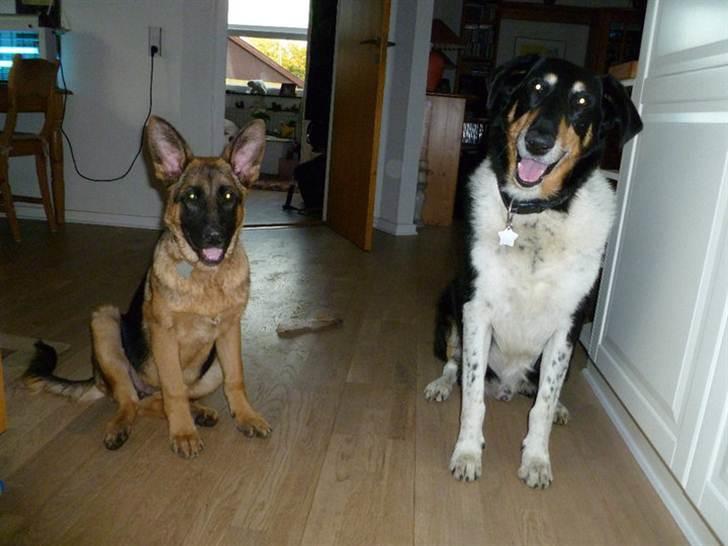 Schæferhund Stella - Stella og Rex, der bare sidder og ser kære ud <3 billede 6