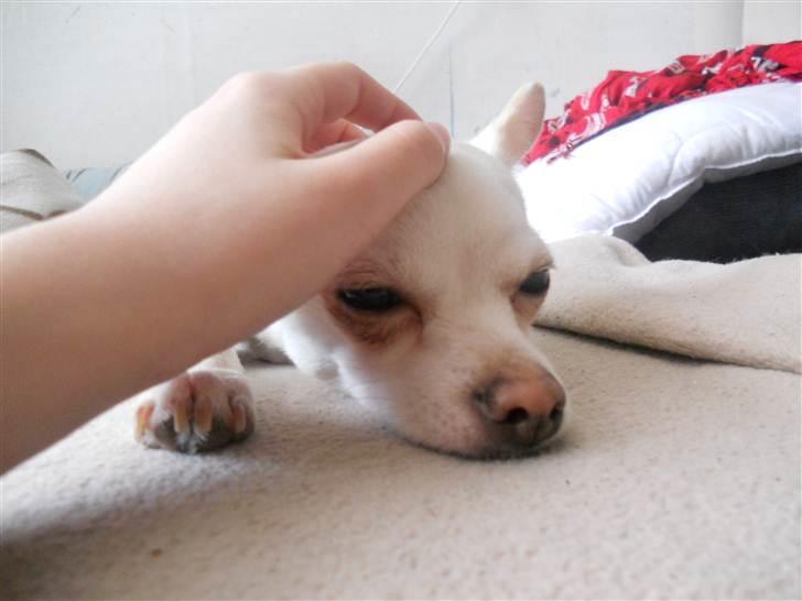 Chihuahua | Bob billede 11