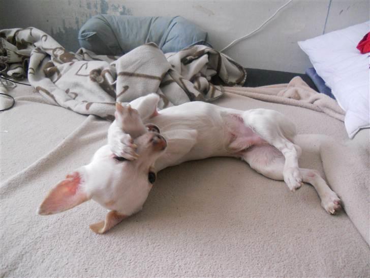 Chihuahua | Bob billede 12