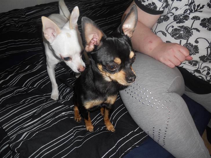 Chihuahua | Bob billede 13