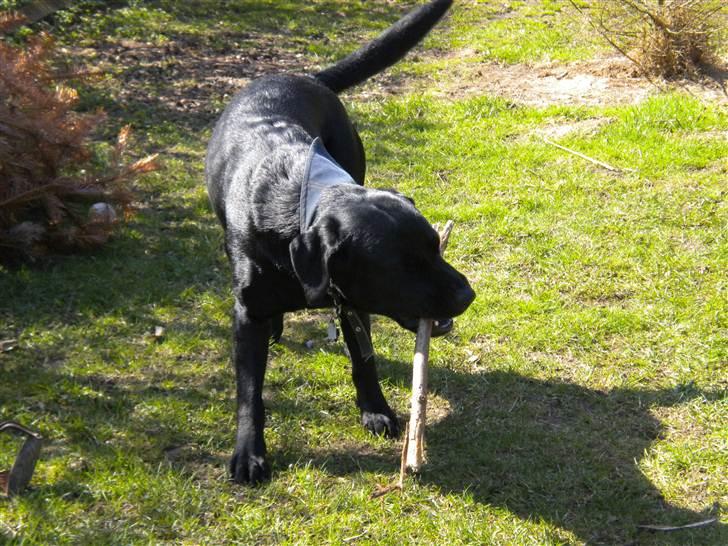Labrador retriever Balou billede 11