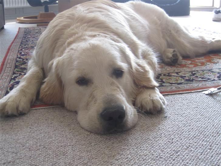 Golden retriever Gizmo - Har været i vesterhavet, så bliver man træt, meget træt! billede 7