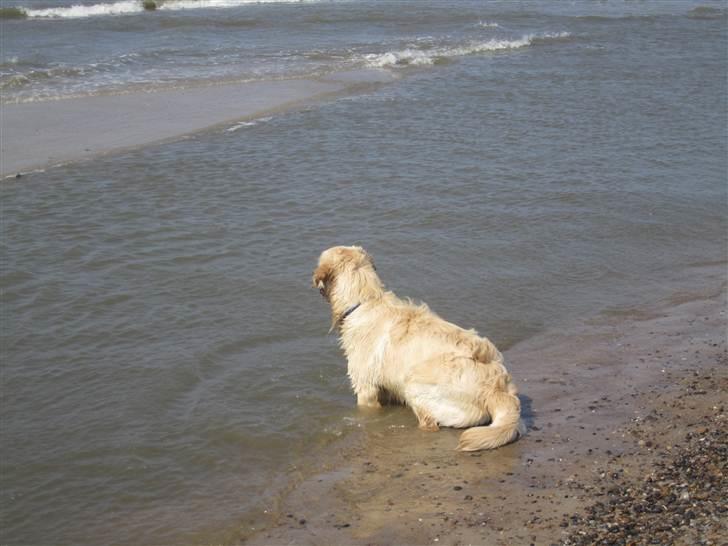 Golden retriever Gizmo - Tør man våge sig ud i det her? billede 8