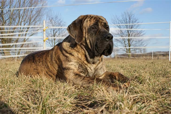Mastiff Engelsk Mastiff, Bodil - 1 år gammel. billede 1