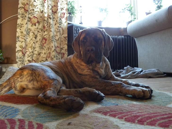 Mastiff Engelsk Mastiff, Bodil - ca 6 mdr ung. billede 2
