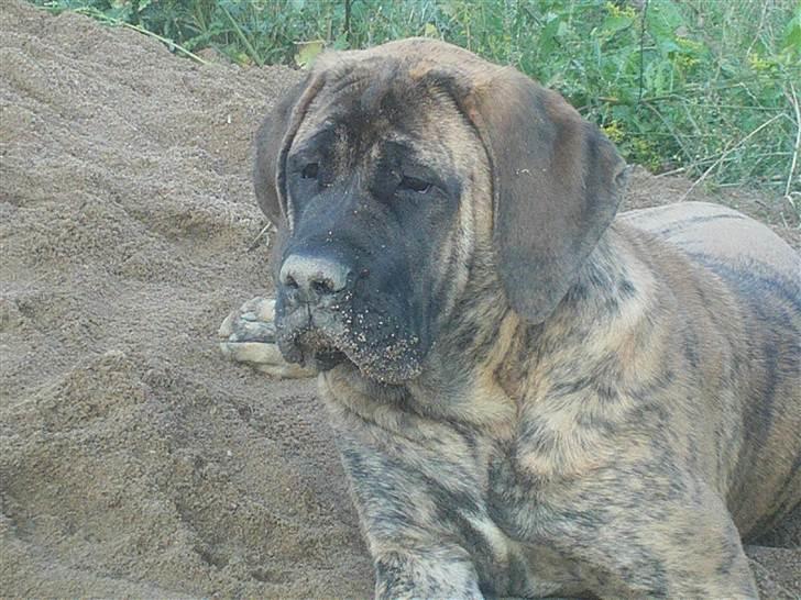 Mastiff Engelsk Mastiff, Bodil - elsker at grave,, osse i græsplæner... billede 3