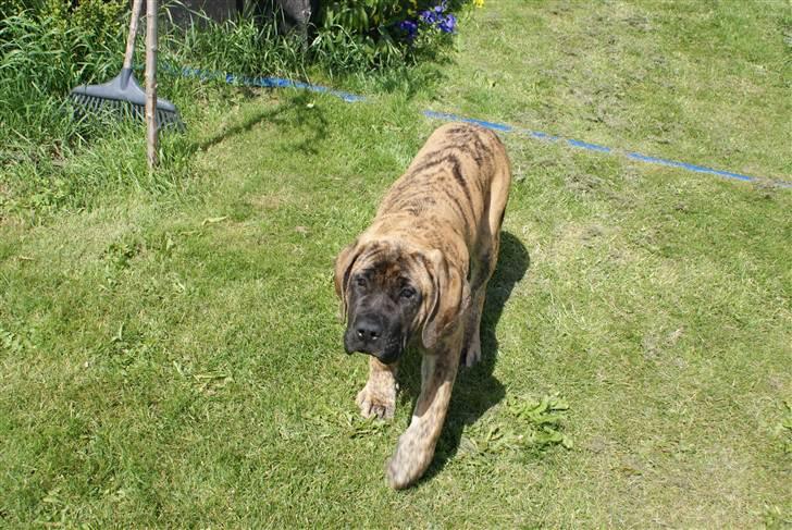Mastiff Engelsk Mastiff, Bodil billede 4