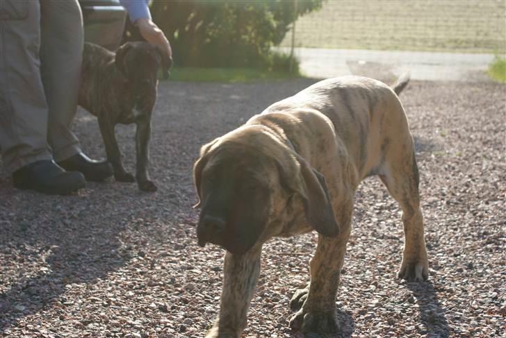 Mastiff Engelsk Mastiff, Bodil - lige ankommet,, 4 mdr ung,, Balder står i baggrunden, billede 5