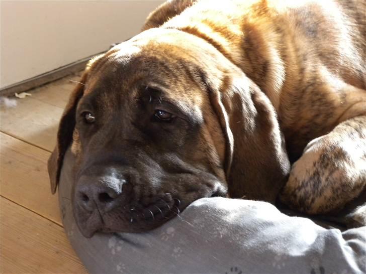 Mastiff Engelsk Mastiff, Bodil - Elsker at slappe.. billede 6