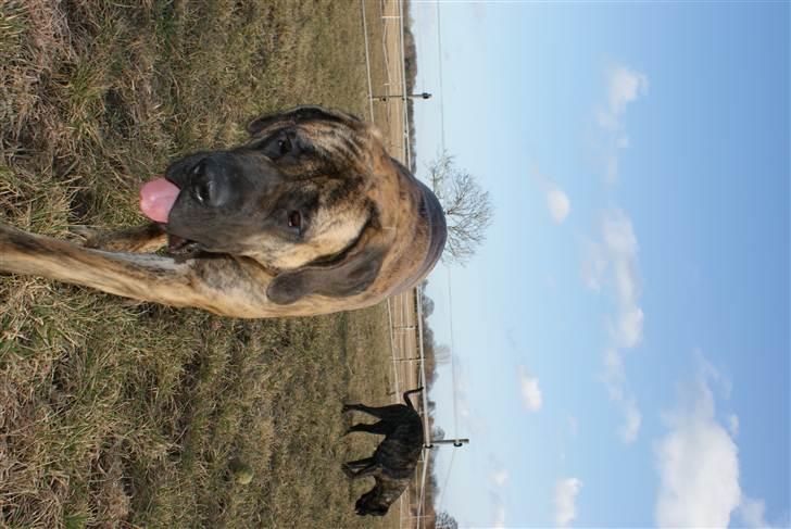 Mastiff Engelsk Mastiff, Bodil billede 7