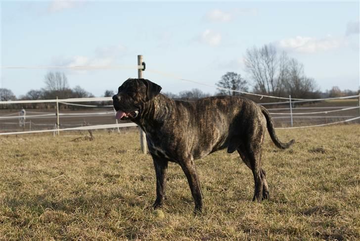 Cane corso Balder billede 1