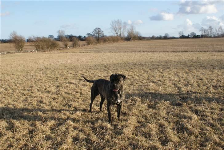 Cane corso Balder billede 2