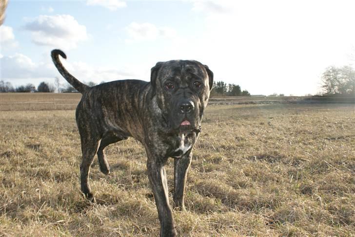 Cane corso Balder billede 3