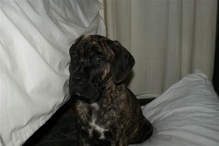 Cane corso Balder - 4 mdr, ung billede 4