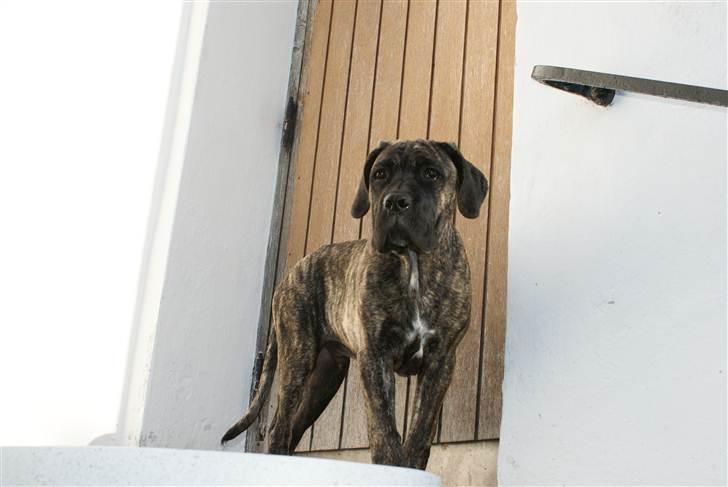 Cane corso Balder - bare kom an. billede 5
