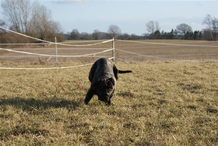 Cane corso Balder billede 7