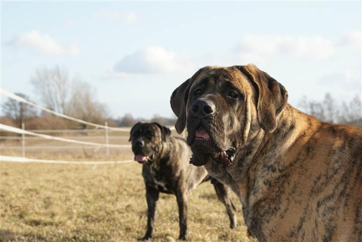 Mastiff Engelsk Mastiff, Bodil - Ja så er vi klar til nye numre,,,, billede 8