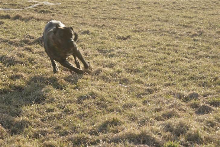 Cane corso Balder - Han er sgu en hurtig dreng. billede 8