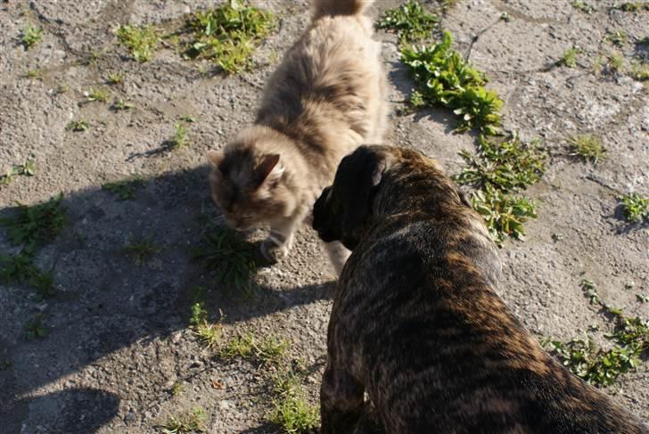 Cane corso Balder - Ja katten elsker jeg osse. billede 9