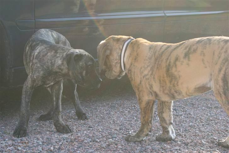 Mastiff Engelsk Mastiff, Bodil - Sikke en flot fyr,,, billede 9