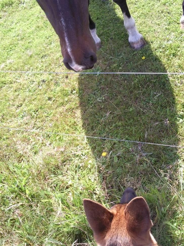 Schæferhund Stella - Stella synes at hesten var meget spændende : D billede 7