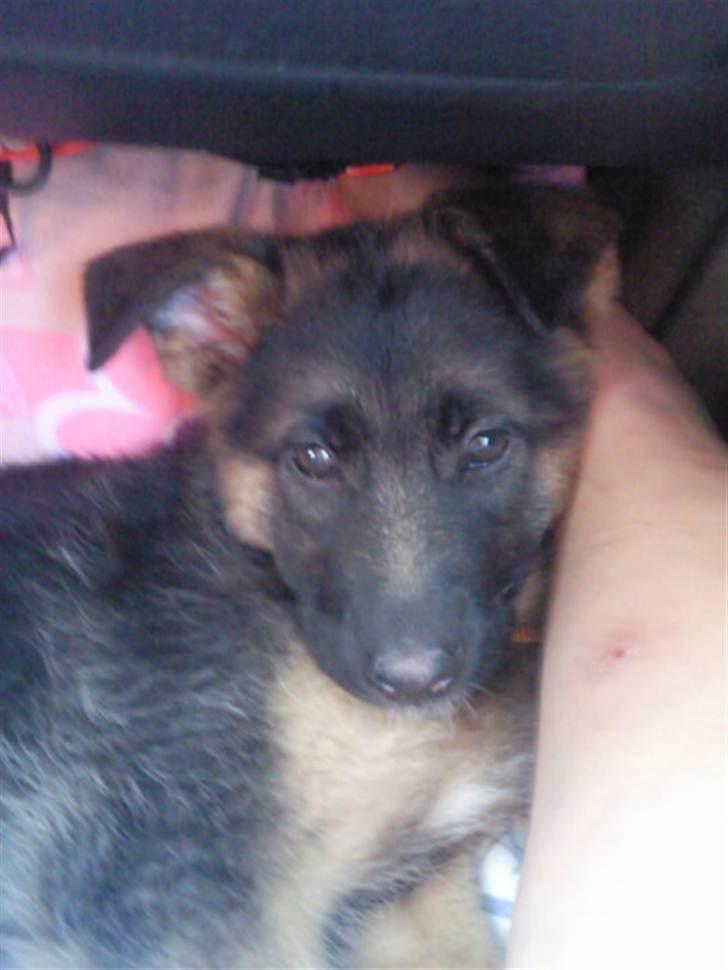 Schæferhund Stella - Stella på vej hjem til sit nye hjem <3 billede 8