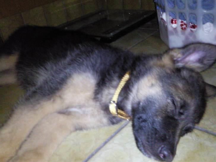 Schæferhund Stella - Den første nat hos sin nye familie <3 billede 9