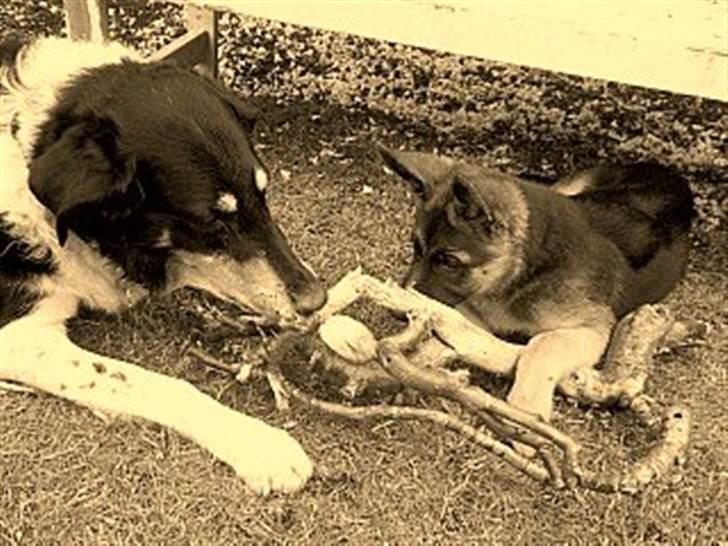 Schæferhund Stella - Rex deler en dejlig gren med Stella <3 billede 10