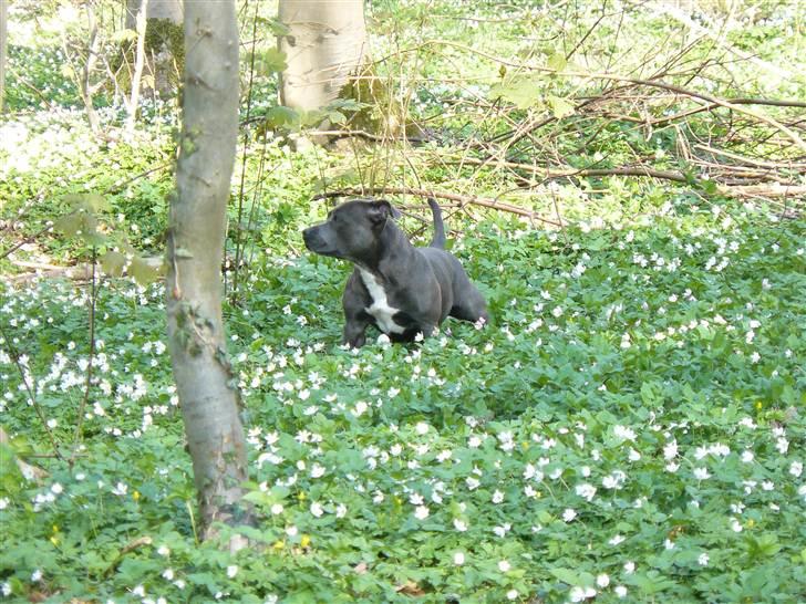 Staffordshire bull terrier Nala - Tur i skoven billede 12