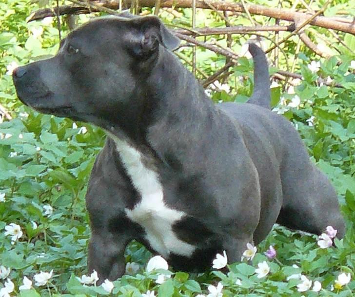 Staffordshire bull terrier Nala billede 13