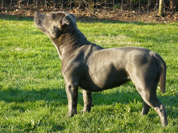 Staffordshire bull terrier Nala billede 14