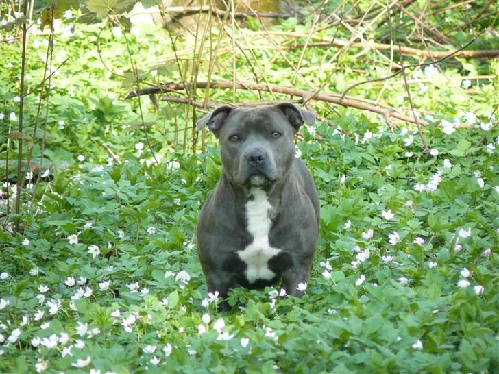 Staffordshire bull terrier Nala billede 15