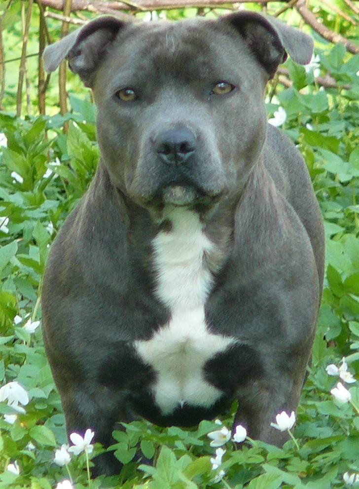 Staffordshire bull terrier Nala billede 16