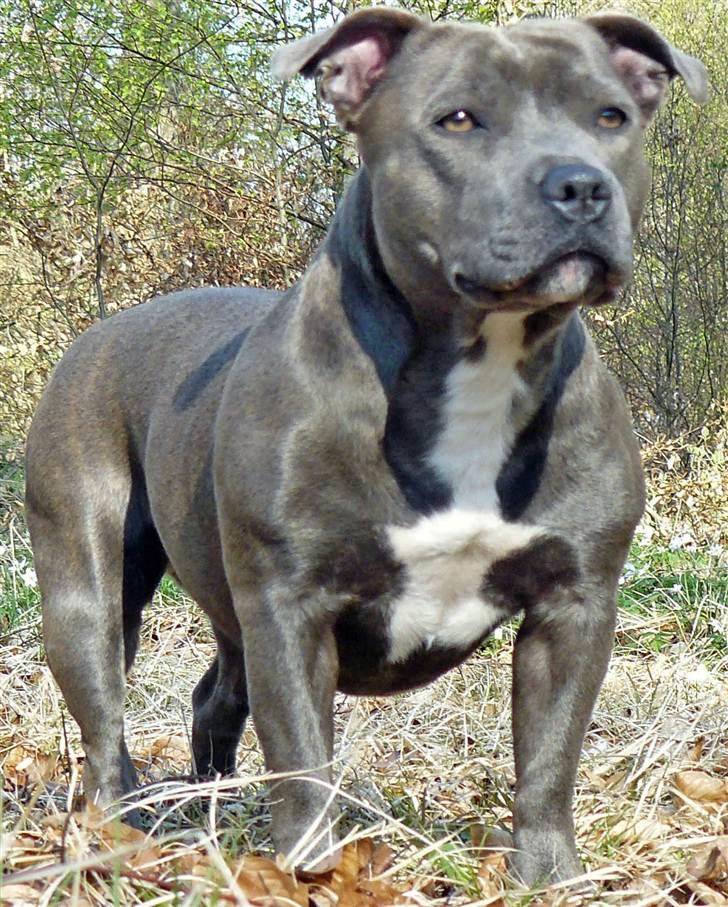 Staffordshire bull terrier Nala billede 17