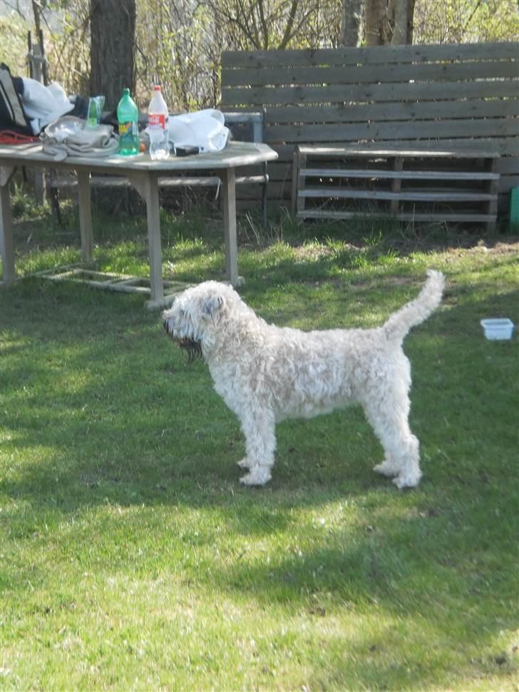Irish softcoated wheaten terrier Bess [R.I.P.] billede 17
