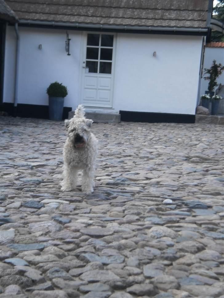 Irish softcoated wheaten terrier Bess [R.I.P.] billede 18